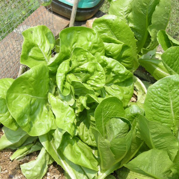 14. Buttercrunch  Seedling 牛油生菜苗