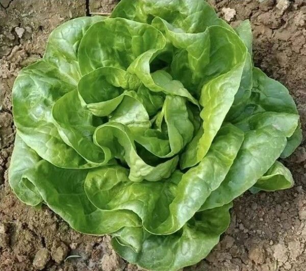 14. Buttercrunch  Seedling 牛油生菜苗