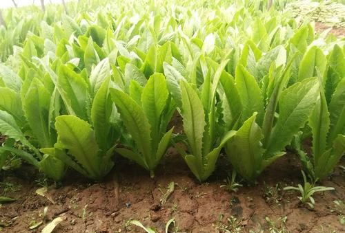 12. A Choy Seedling 油麥菜苗