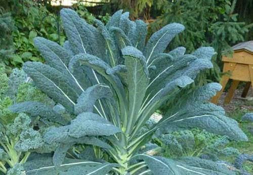 10. Lacinato Seedling 恐龙羽衣甘蓝苗