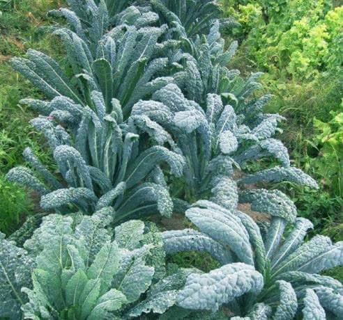 10. Lacinato Seedling 恐龙羽衣甘蓝苗