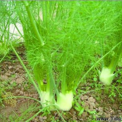 hover-07-dill-%e8%8c%b4%e9%a6%99%e8%8b%97