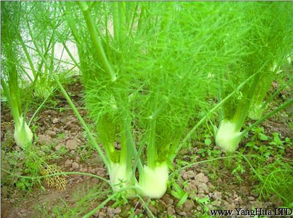 07. Dill Seedling 茴香苗