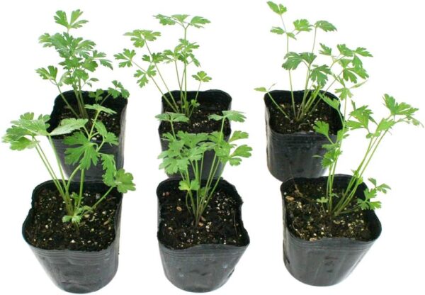 05. Italian Parsley  Seeding 意大利元西苗