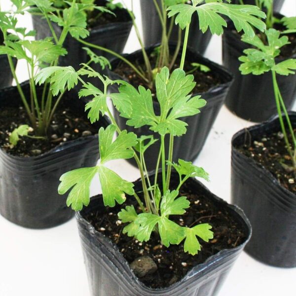 05. Italian Parsley  Seeding 意大利元西苗