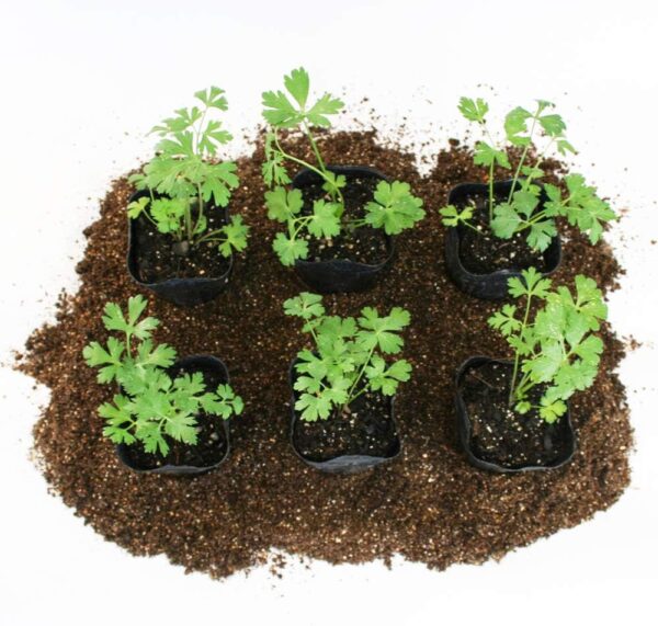 05. Italian Parsley  Seeding 意大利元西苗