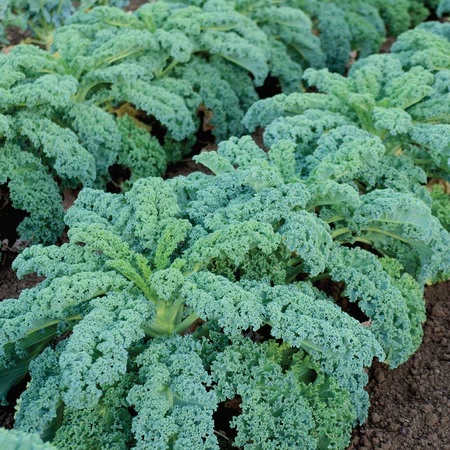 11. 	Winterbor  Seedling 冬堡羽衣甘蓝苗
