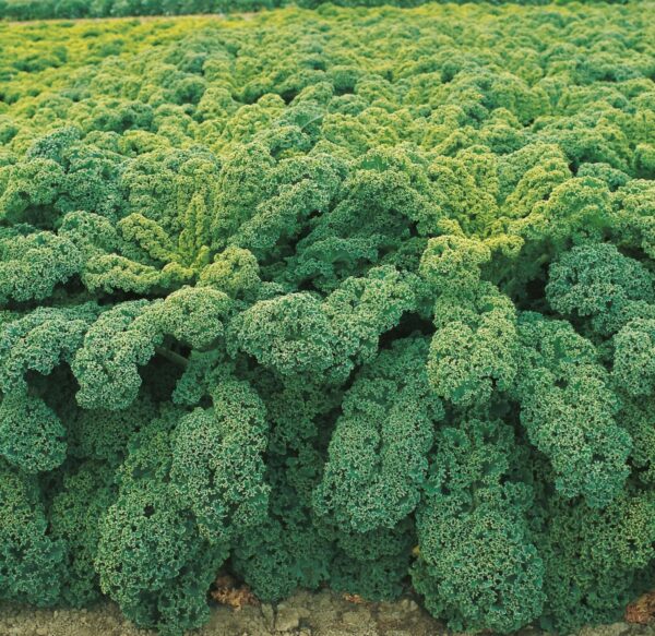 11. 	Winterbor  Seedling 冬堡羽衣甘蓝苗