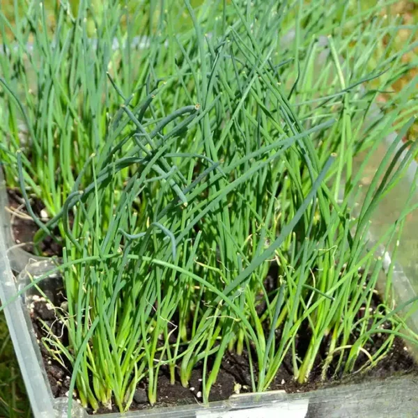 01. Green Onion Seedling 蔥苗