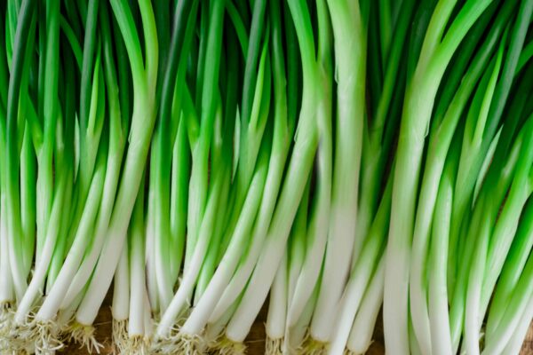 01. Green Onion Seedling 蔥苗