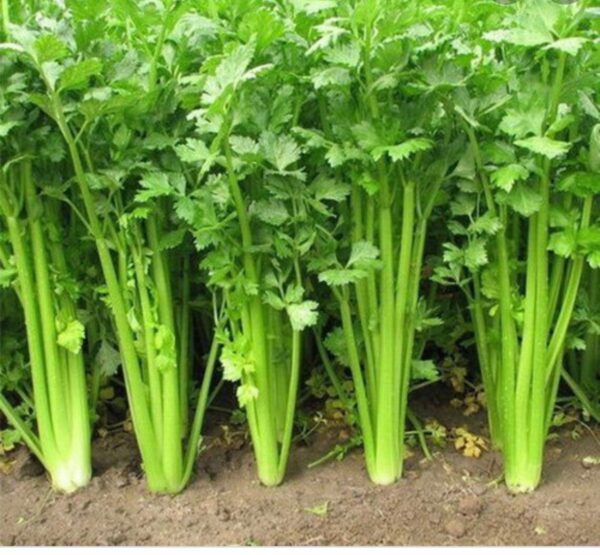 06. chinese Celery Seedling 唐芹苗
