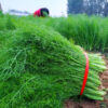 gallery-0