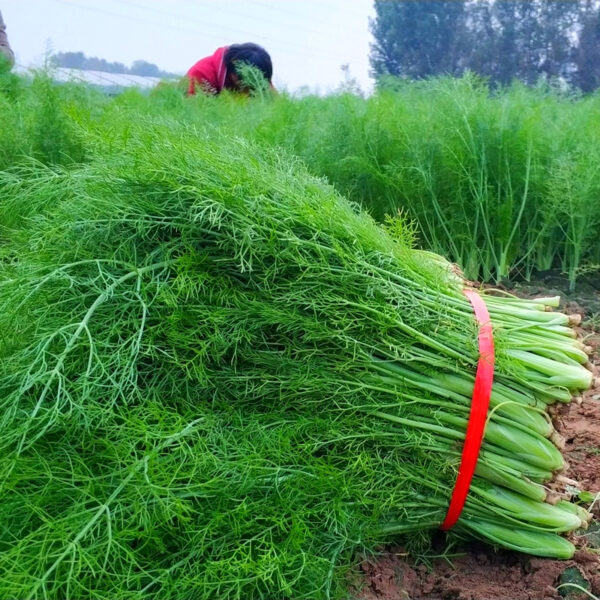 07. Dill Seedling 茴香苗