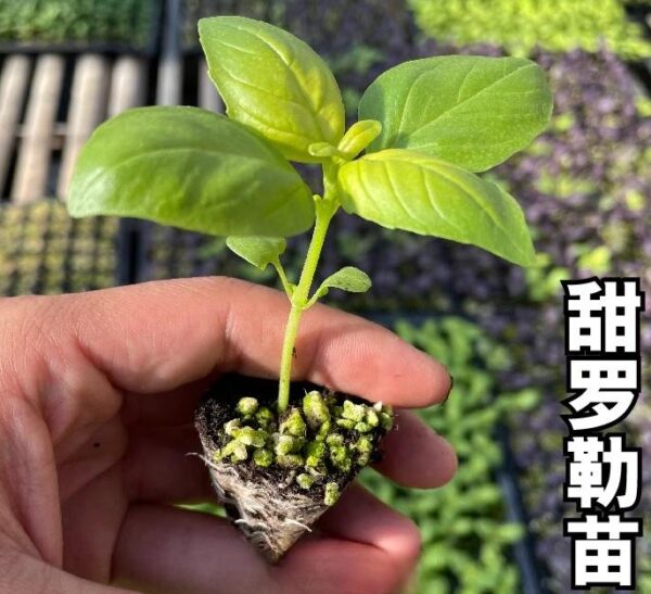 02. Thai Sweet Seedling 九层塔苗