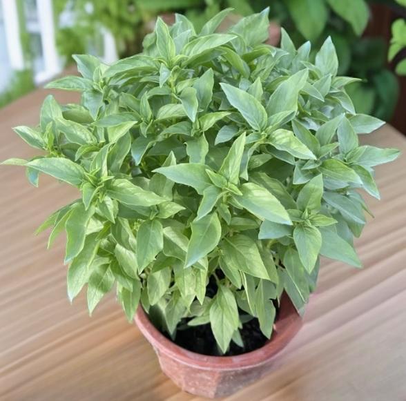 02. Thai Sweet Seedling 九层塔苗