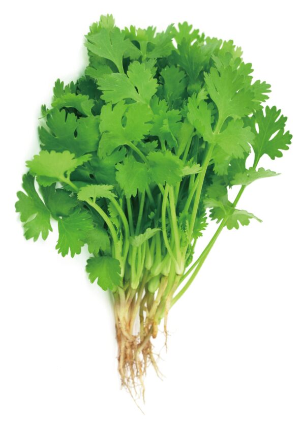 03. Cilantro Seedling 元西苗