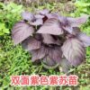 gallery-0