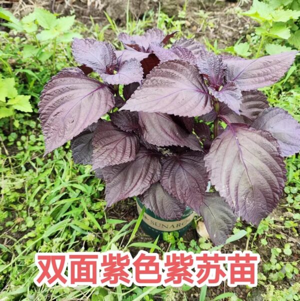 08. Bicolor Shiso Seedling 双面柴苏苗