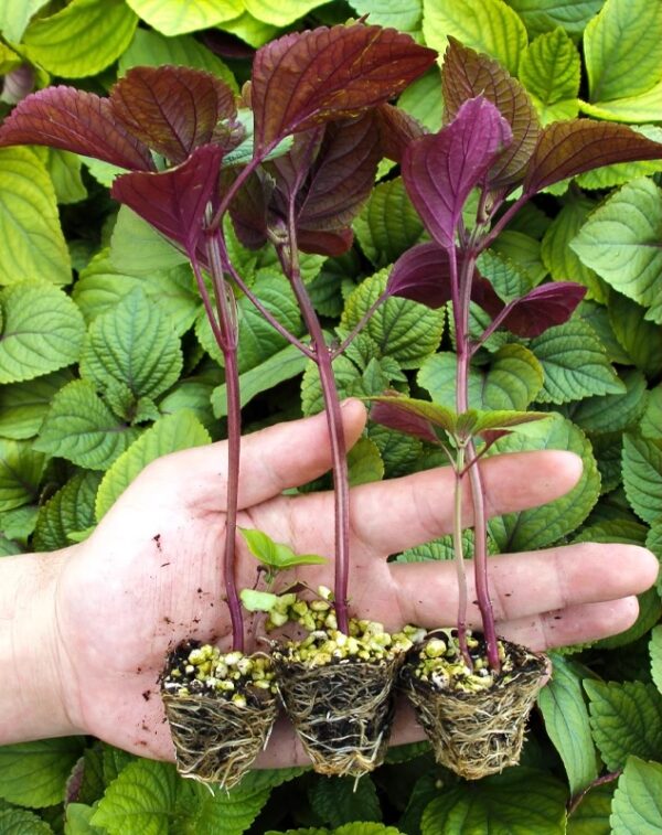 08. Bicolor Shiso Seedling 双面柴苏苗