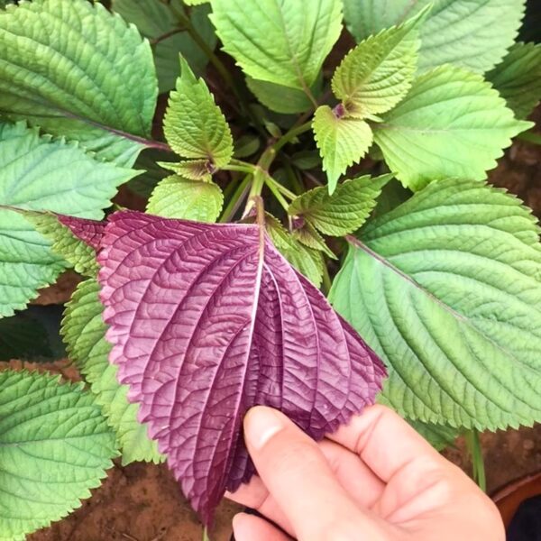 08. Bicolor Shiso Seedling 双面柴苏苗