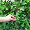gallery-2