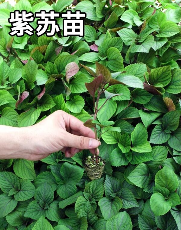 08. Bicolor Shiso Seedling 双面柴苏苗