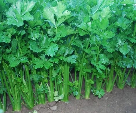 06. chinese Celery Seedling 唐芹苗
