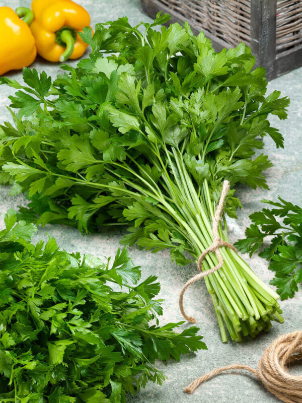 05. Italian Parsley  Seeding 意大利元西苗