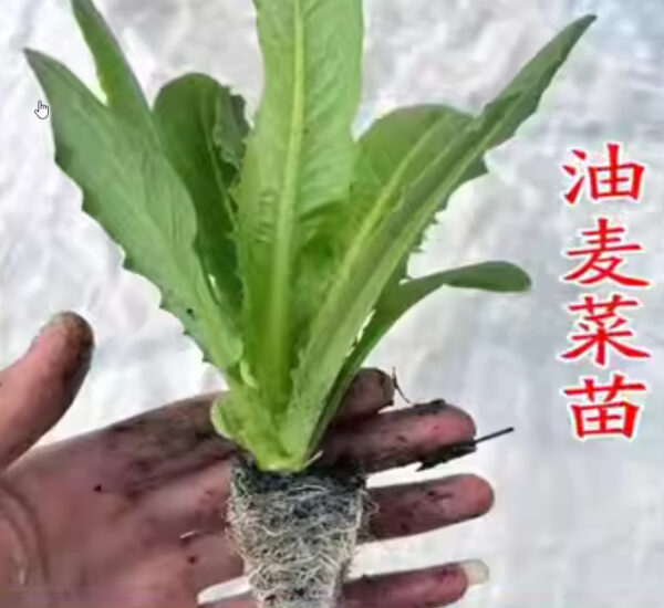 12. A Choy Seedling 油麥菜苗