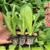 gallery-3
