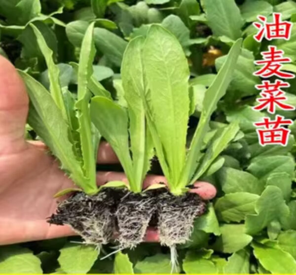 12. A Choy Seedling 油麥菜苗