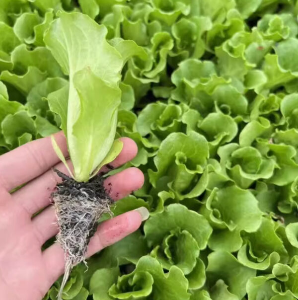 14. Buttercrunch  Seedling 牛油生菜苗