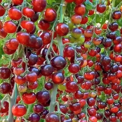 Tomato 番茄