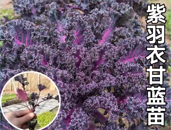 09. Roulette Seedling 紫羽衣甘蓝苗