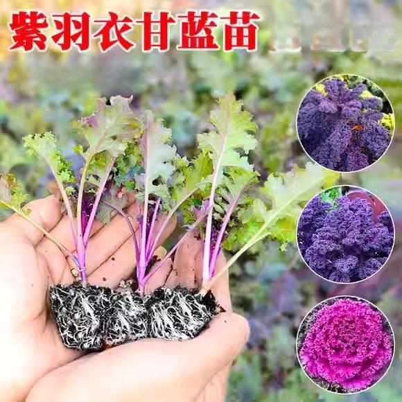 09. Roulette Seedling 紫羽衣甘蓝苗