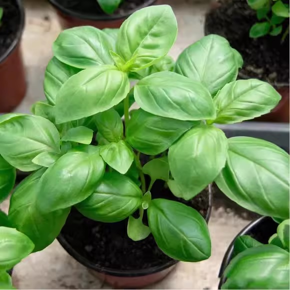 04. Basil Seedling 罗勒苗