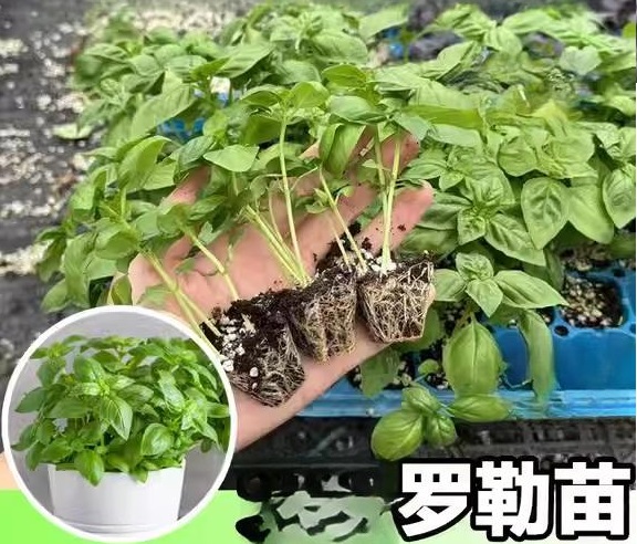 04. Basil Seedling 罗勒苗