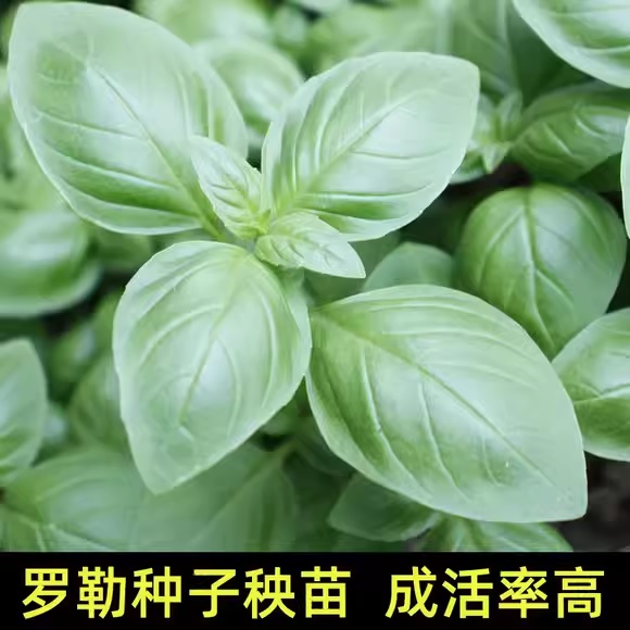 04. Basil Seedling 罗勒苗