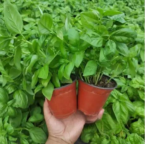 04. Basil Seedling 罗勒苗