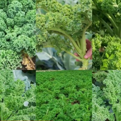 Kale 甘藍