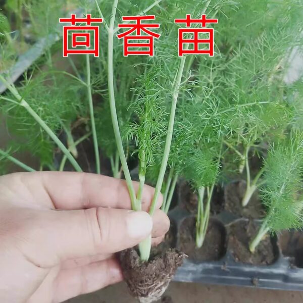 07. Dill Seedling 茴香苗