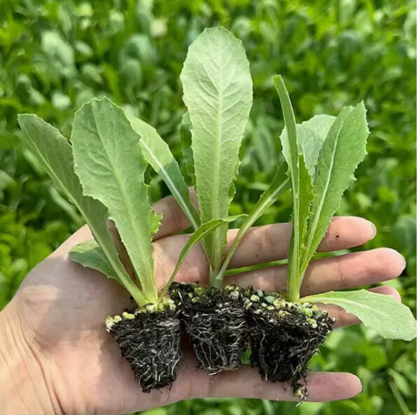 13. Celtuce Seedling 莴笋苗