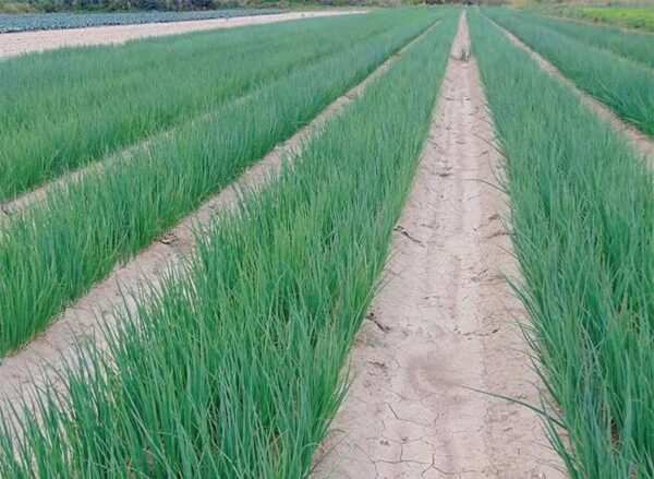 01. Green Onion Seedling 蔥苗