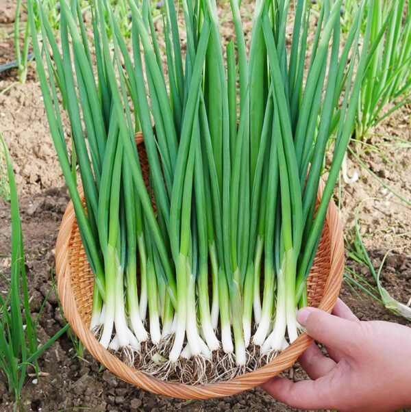 01. Green Onion Seedling 蔥苗