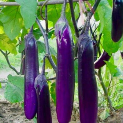 Eggplant 茄子