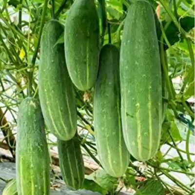 Cucumber 黄瓜
