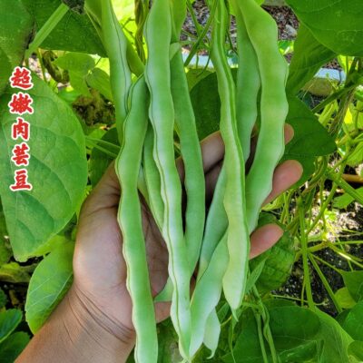 Bean 豆