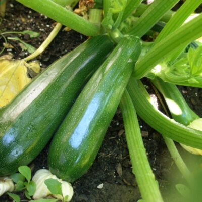 Zucchini 意大利瓜(西葫芦)
