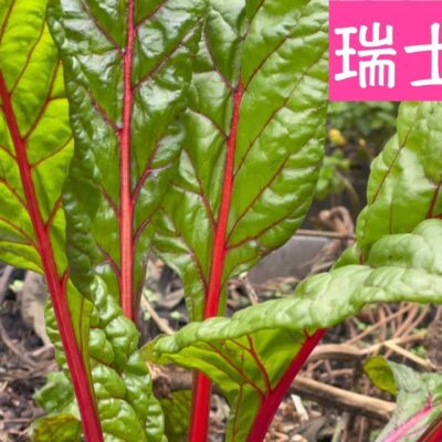 Swiss Chard 瑞士菜