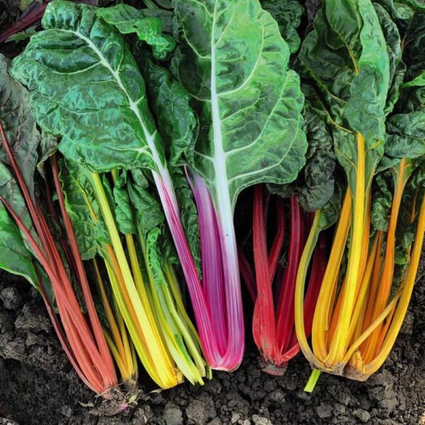 28. Swiss Chard  Seedling 五彩莙荙菜苗